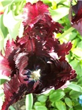 tulipan Black Parrot